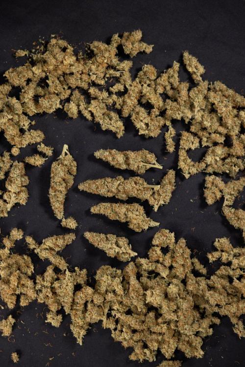 Blueberry Crumble 🔵 Auto - Z x B&B. Week 9 - Blueberry Crumbe #1 - Dry Buds