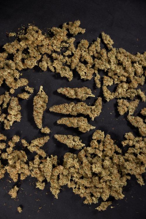 Blueberry Crumble 🔵 Auto - Z x B&B. Week 9 - Blueberry Crumbe #1 - Dry Buds