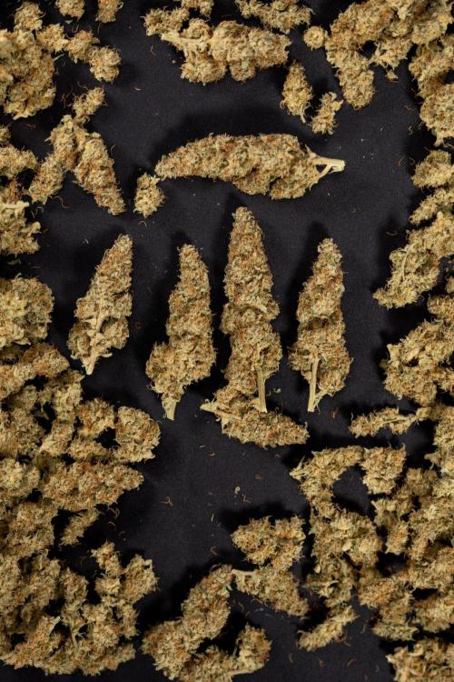 Blueberry Crumble 🔵 Auto - Z x B&B. Week 9 - Blueberry Crumbe #1 - Dry Buds