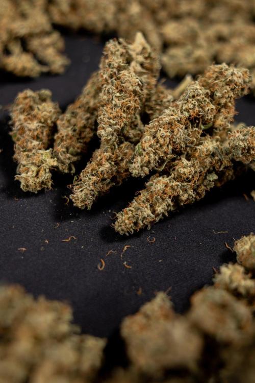 Blueberry Crumble 🔵 Auto - Z x B&B. Week 9 - Blueberry Crumbe #1 - Dry Buds
