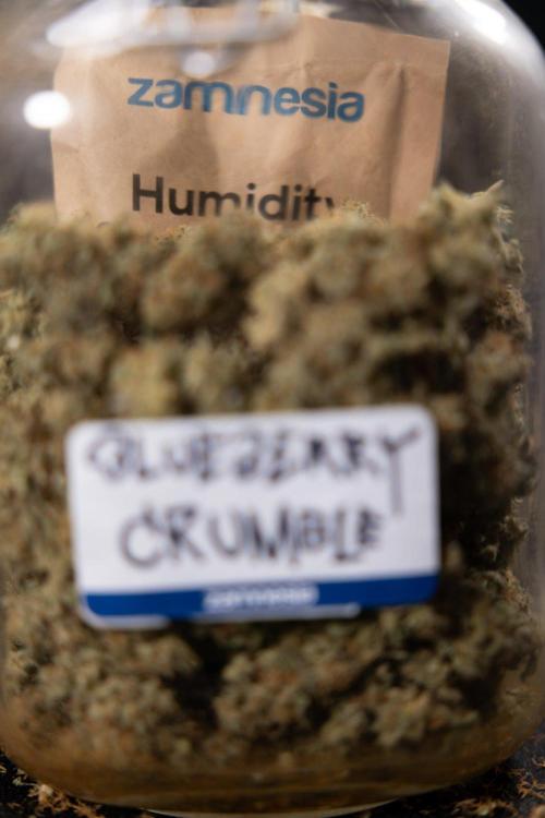 Blueberry Crumble 🔵 Auto - Z x B&B. Week 9 - Blueberry Crumbe #1 - Dry Buds