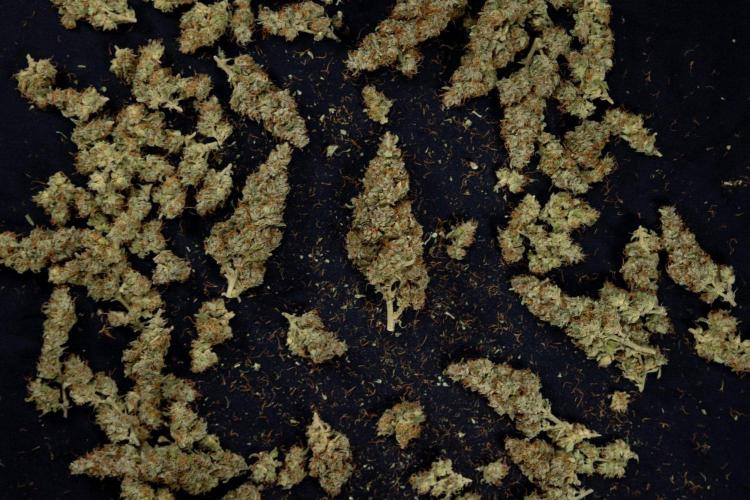 Blueberry Crumble 🔵 Auto - Z x B&B. Week 9 - Blueberry Crumbe #1 - Dry Buds