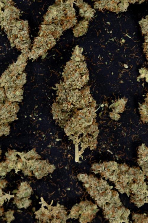 Blueberry Crumble 🔵 Auto - Z x B&B. Week 9 - Blueberry Crumbe #1 - Dry Buds