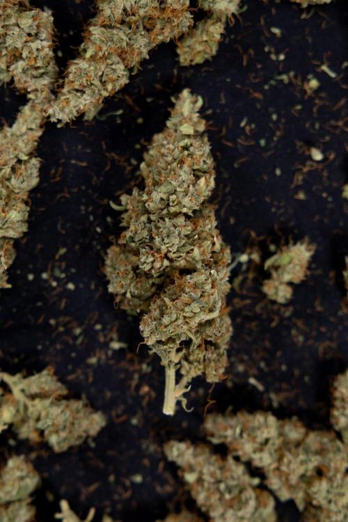 Blueberry Crumble 🔵 Auto - Z x B&B. Week 9 - Blueberry Crumbe #1 - Dry Buds
