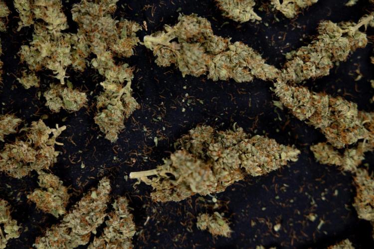 Blueberry Crumble 🔵 Auto - Z x B&B. Week 9 - Blueberry Crumbe #1 - Dry Buds