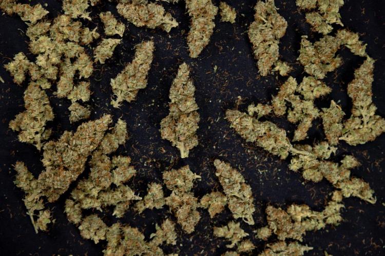 Blueberry Crumble 🔵 Auto - Z x B&B. Week 9 - Blueberry Crumbe #1 - Dry Buds