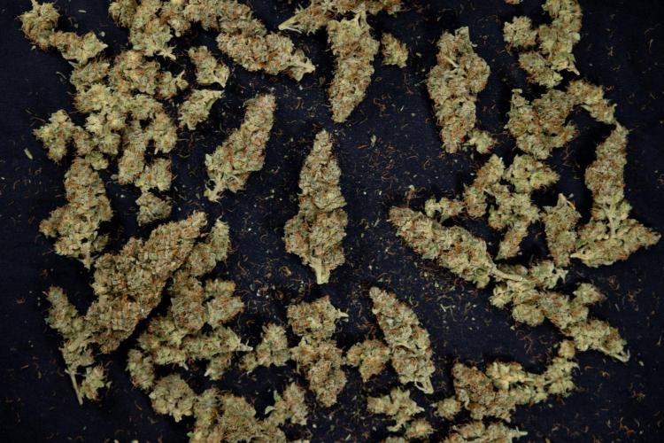 Blueberry Crumble 🔵 Auto - Z x B&B. Week 9 - Blueberry Crumbe #1 - Dry Buds