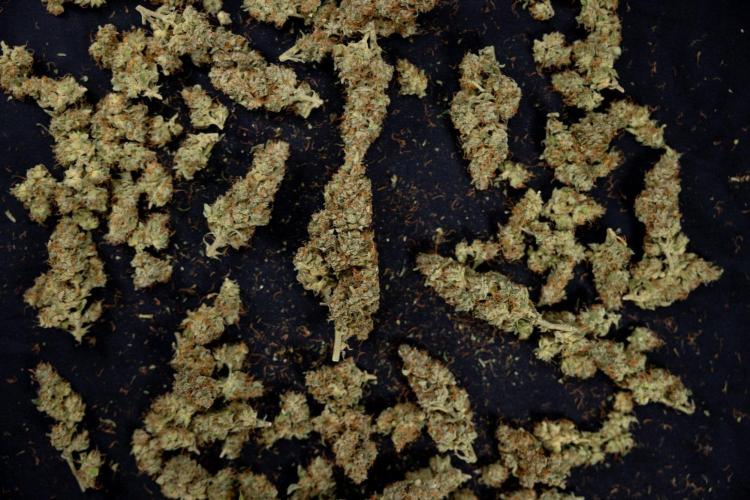 Blueberry Crumble 🔵 Auto - Z x B&B. Week 9 - Blueberry Crumbe #1 - Dry Buds
