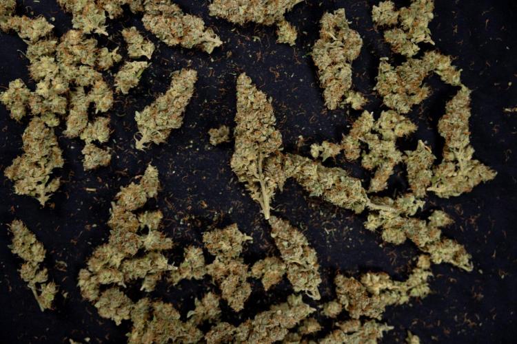 Blueberry Crumble 🔵 Auto - Z x B&B. Week 9 - Blueberry Crumbe #1 - Dry Buds