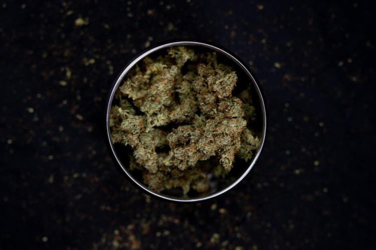Blueberry Crumble 🔵 Auto - Z x B&B. Week 9 - Blueberry Crumbe #1 - Dry Buds