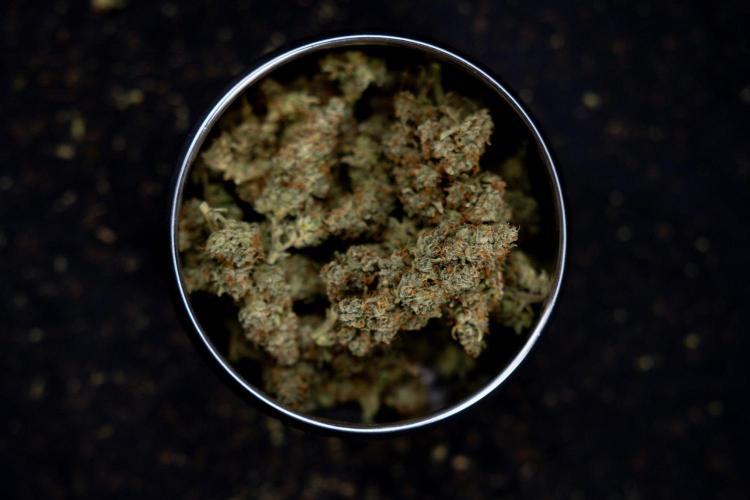 Blueberry Crumble 🔵 Auto - Z x B&B. Week 9 - Blueberry Crumbe #1 - Dry Buds