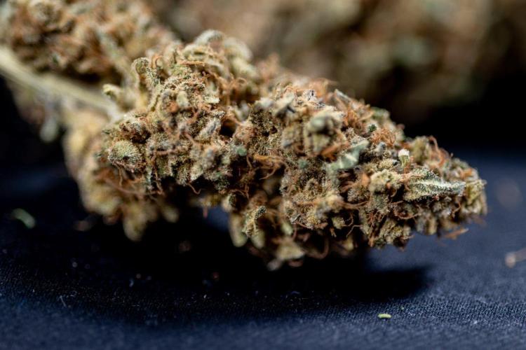 London Pound Cake 🍰 - Zamnesia x B&B. Week 12 - London Pound Cake #2 - Dry Buds