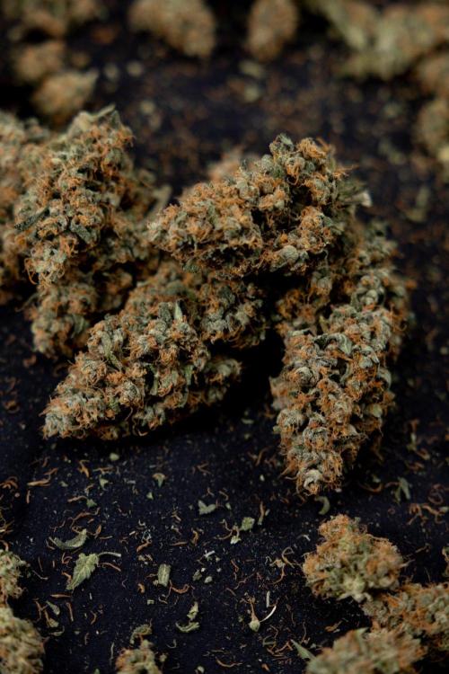 Chocolope 🍫 Auto - Zamnesia x B&B. Week 11 - chocolope #2 - Dry Buds