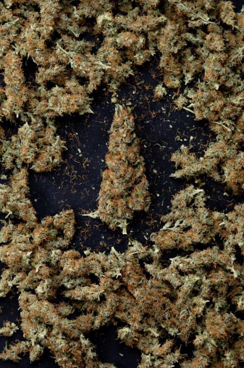 Chocolope 🍫 Auto - Zamnesia x B&B. Week 10 - Chocolope #2 - Dry Buds