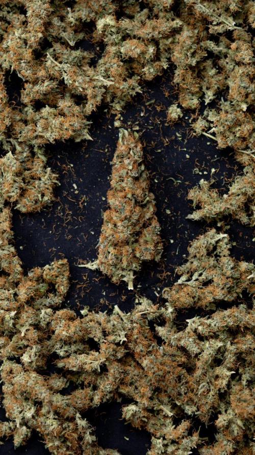 Chocolope 🍫 Auto - Zamnesia x B&B. Week 10 - Chocolope #2 - Dry Buds