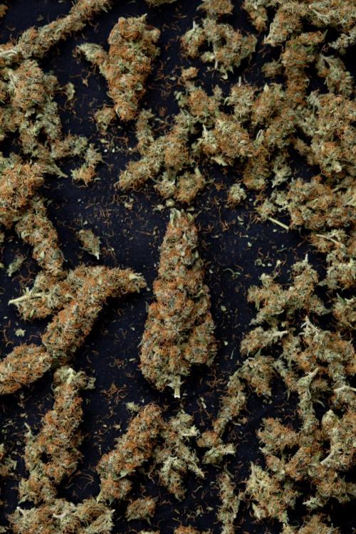 Chocolope 🍫 Auto - Zamnesia x B&B. Week 10 - Chocolope #2 - Dry Buds
