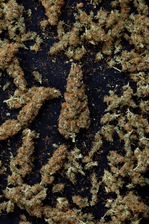 Chocolope 🍫 Auto - Zamnesia x B&B. Week 10 - Chocolope #2 - Dry Buds