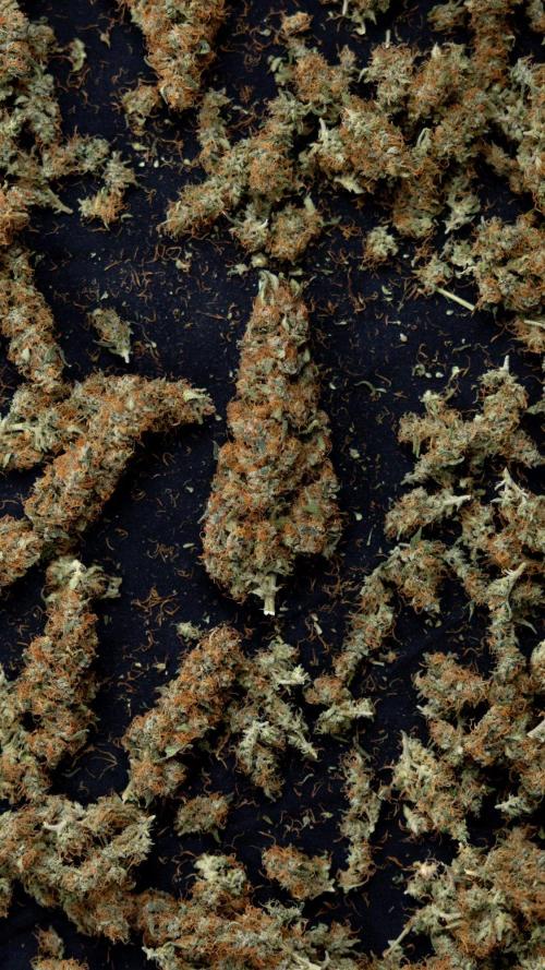Chocolope 🍫 Auto - Zamnesia x B&B. Week 10 - Chocolope #2 - Dry Buds