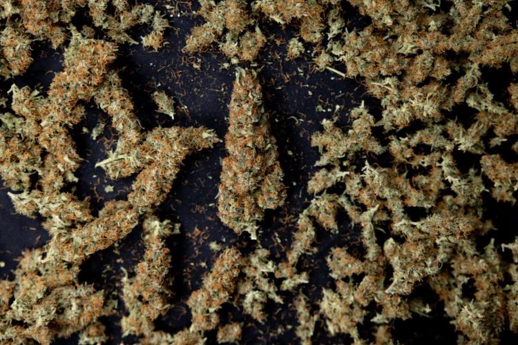 Chocolope 🍫 Auto - Zamnesia x B&B. Week 10 - Chocolope #2 - Dry Buds