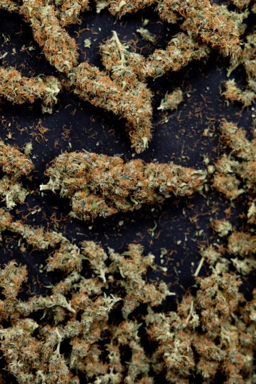 Chocolope 🍫 Auto - Zamnesia x B&B. Week 10 - Chocolope #2 - Dry Buds