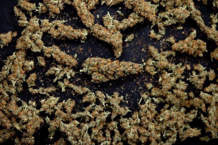 Chocolope 🍫 Auto - Zamnesia x B&B. Week 10 - Chocolope #2 - Dry Buds