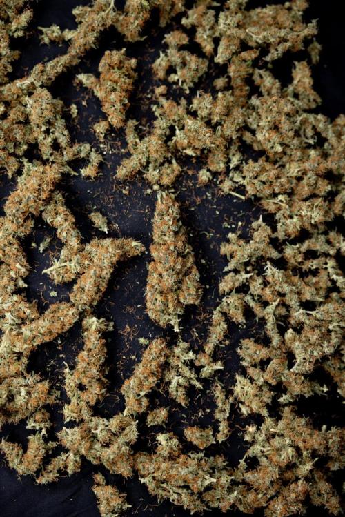 Chocolope 🍫 Auto - Zamnesia x B&B. Week 10 - Chocolope #2 - Dry Buds