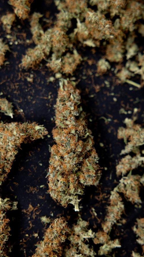 Chocolope 🍫 Auto - Zamnesia x B&B. Week 10 - Chocolope #2 - Dry Buds