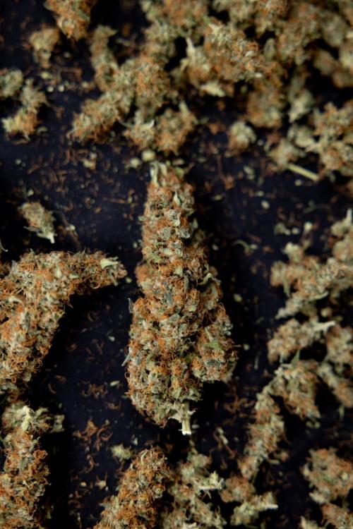 Chocolope 🍫 Auto - Zamnesia x B&B. Week 10 - Chocolope #2 - Dry Buds