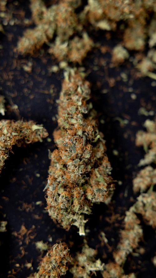Chocolope 🍫 Auto - Zamnesia x B&B. Week 10 - Chocolope #2 - Dry Buds
