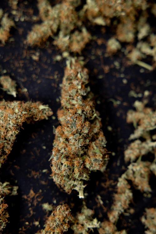 Chocolope 🍫 Auto - Zamnesia x B&B. Week 10 - Chocolope #2 - Dry Buds