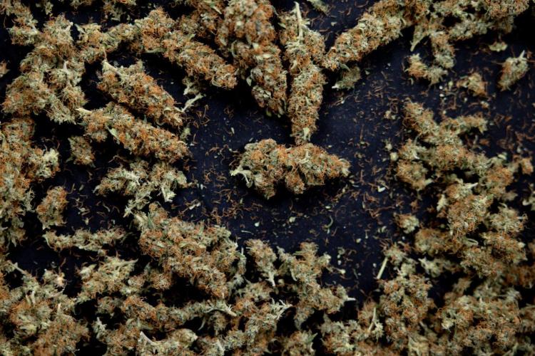 Chocolope 🍫 Auto - Zamnesia x B&B. Week 10 - Chocolope #2 - Dry Buds