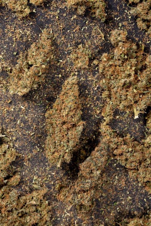 CBD FIX 🏥 Auto - Zamnesia x B&B. Week 10 - CBD FIX #1 - Dry Buds