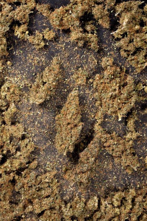 CBD FIX 🏥 Auto - Zamnesia x B&B. Week 10 - CBD FIX #1 - Dry Buds