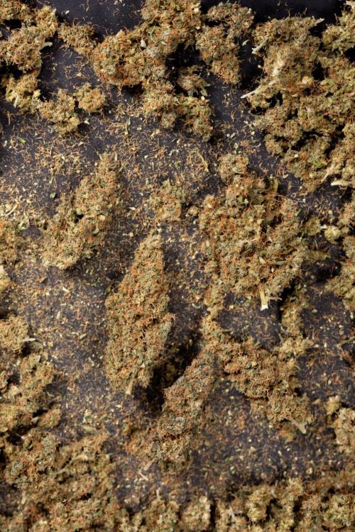 CBD FIX 🏥 Auto - Zamnesia x B&B. Week 10 - CBD FIX #1 - Dry Buds