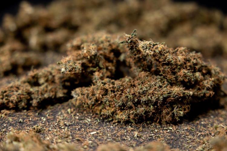 CBD FIX 🏥 Auto - Zamnesia x B&B. Week 10 - CBD FIX #1 - Dry Buds