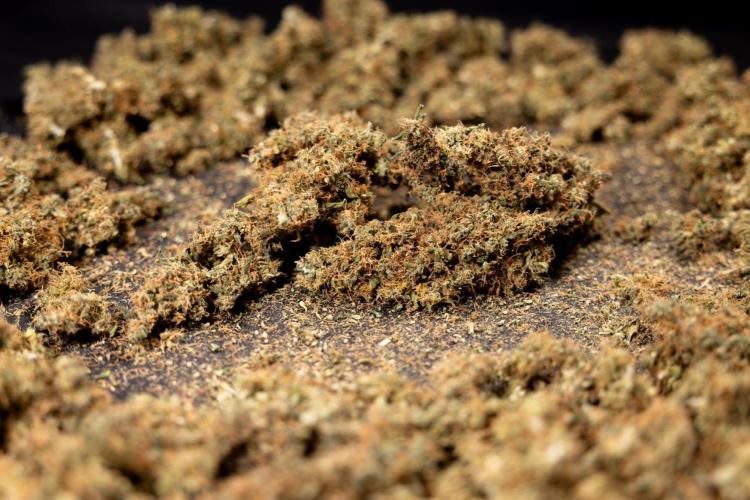 CBD FIX 🏥 Auto - Zamnesia x B&B. Week 10 - CBD FIX #1 - Dry Buds