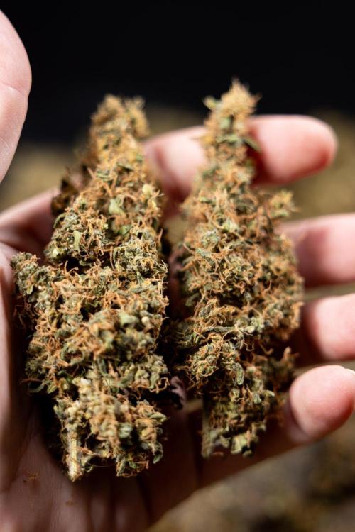 CBD FIX 🏥 Auto - Zamnesia x B&B. Week 10 - CBD FIX #1 - Dry Buds