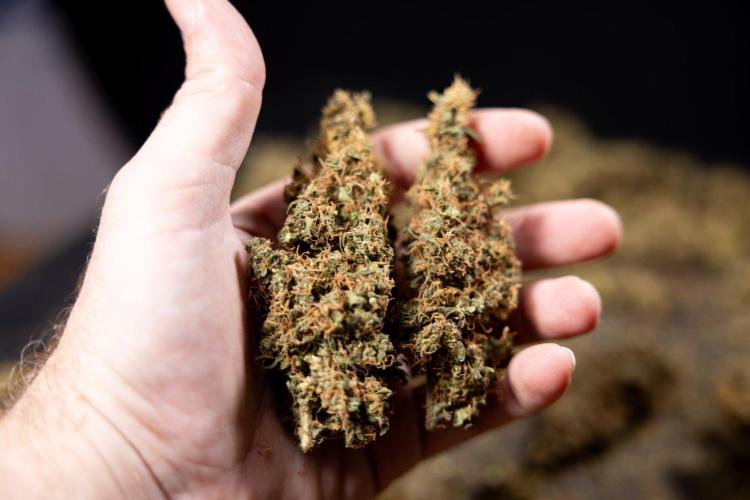 CBD FIX 🏥 Auto - Zamnesia x B&B. Week 10 - CBD FIX #1 - Dry Buds