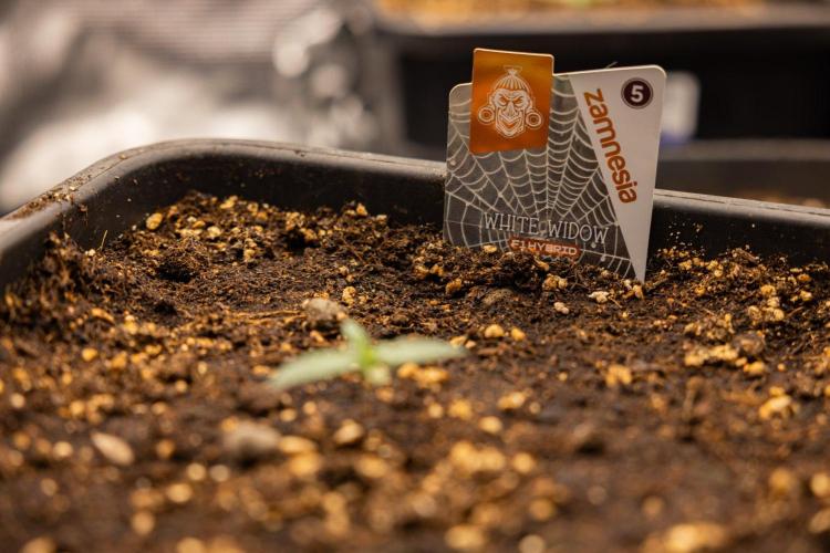 White Widow 🕷️ F1 Auto - Xamnesia x B&B. Week 1 - White Widow F1 Hybrid Auto - Day 6