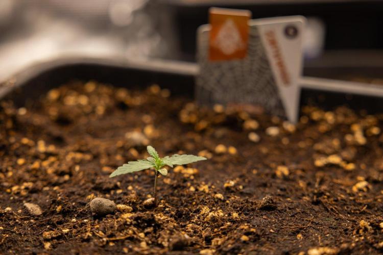 White Widow 🕷️ F1 Auto - Xamnesia x B&B. Week 1 - White Widow F1 Hybrid Auto - Day 6