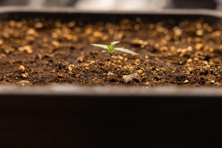 White Widow 🕷️ F1 Auto - Xamnesia x B&B. Week 1 - White Widow F1 Hybrid Auto - Day 6