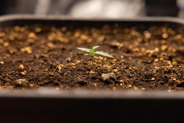 White Widow 🕷️ F1 Auto - Xamnesia x B&B. Week 1 - White Widow F1 Hybrid Auto - Day 6