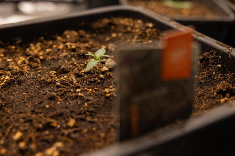 White Widow 🕷️ F1 Auto - Xamnesia x B&B. Week 1 - White Widow F1 Hybrid Auto - Day 6