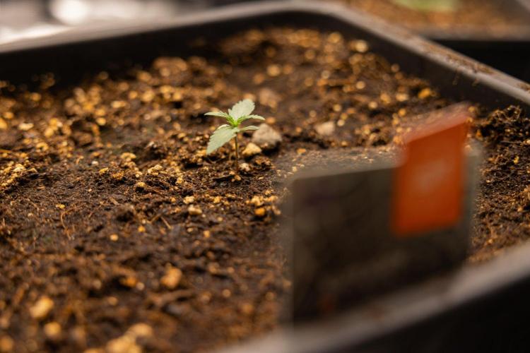 White Widow 🕷️ F1 Auto - Xamnesia x B&B. Week 1 - White Widow F1 Hybrid Auto - Day 6