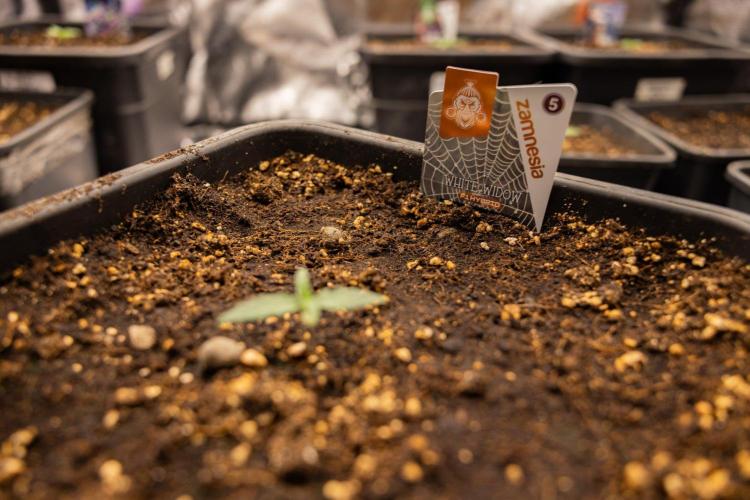 White Widow 🕷️ F1 Auto - Xamnesia x B&B. Week 1 - White Widow F1 Hybrid Auto - Day 6