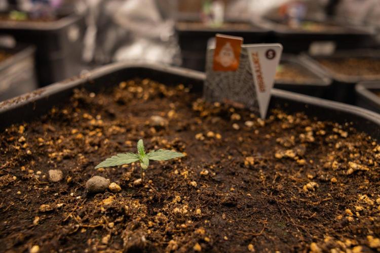 White Widow 🕷️ F1 Auto - Xamnesia x B&B. Week 1 - White Widow F1 Hybrid Auto - Day 6