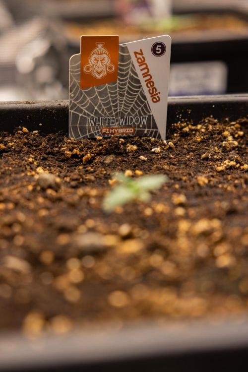 White Widow 🕷️ F1 Auto - Xamnesia x B&B. Week 1 - White Widow F1 Hybrid Auto - Day 6