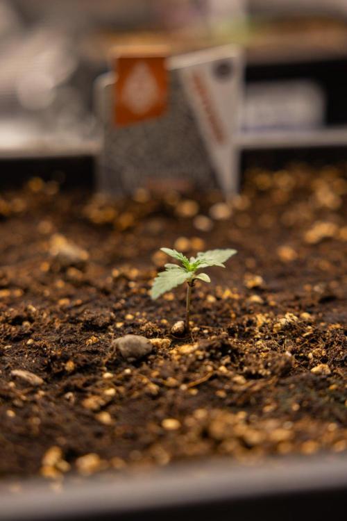 White Widow 🕷️ F1 Auto - Xamnesia x B&B. Week 1 - White Widow F1 Hybrid Auto - Day 6