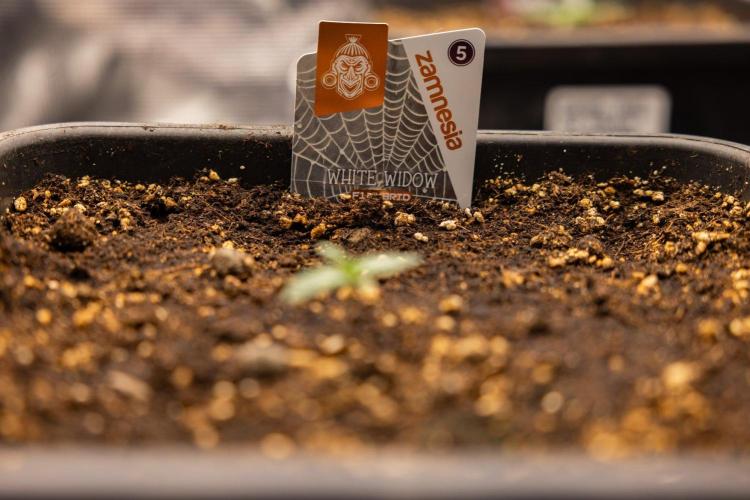 White Widow 🕷️ F1 Auto - Xamnesia x B&B. Week 1 - White Widow F1 Hybrid Auto - Day 6