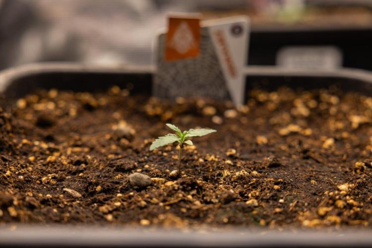 White Widow 🕷️ F1 Auto - Xamnesia x B&B. Week 1 - White Widow F1 Hybrid Auto - Day 6